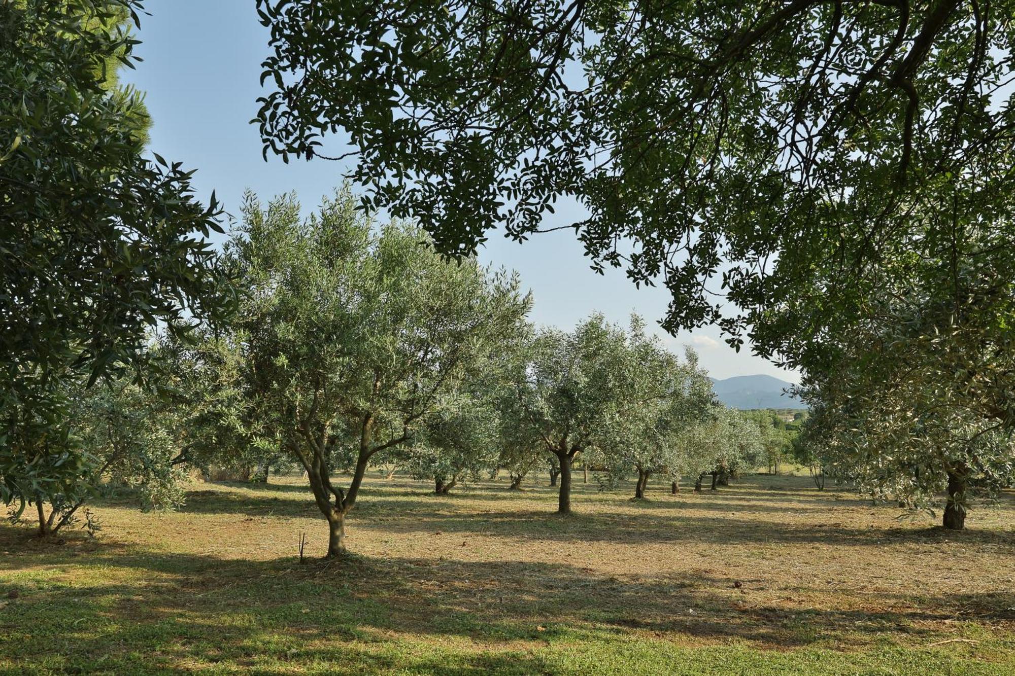 Οlives And Vines All Seasons Villa Літохоро Екстер'єр фото